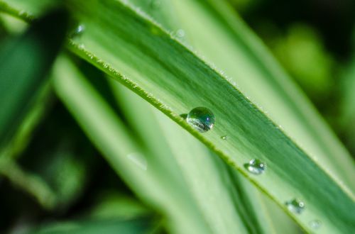 leaf drop water