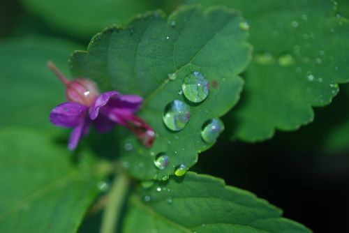 leaf plant flower