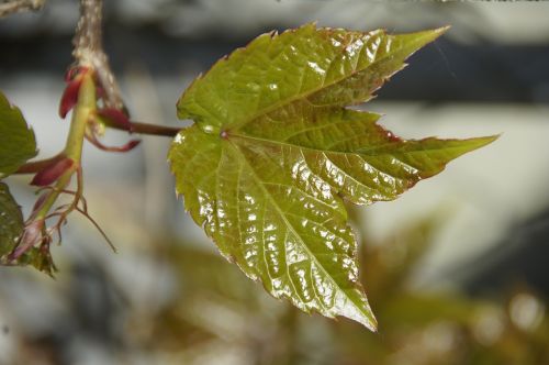 leaf spring frisch