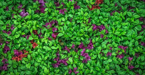 leaf flowers nature