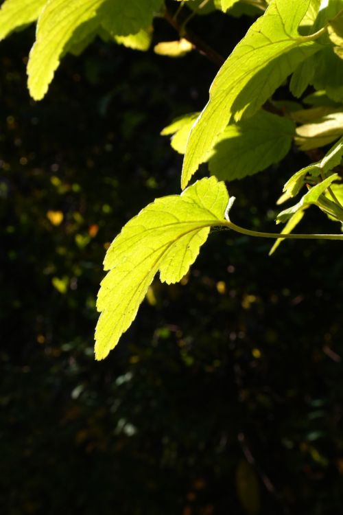 leaf back light bright
