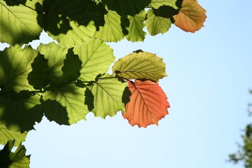 leaf autumn impression