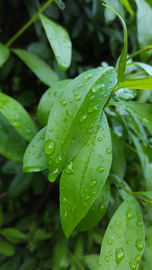 leaf drops rainy