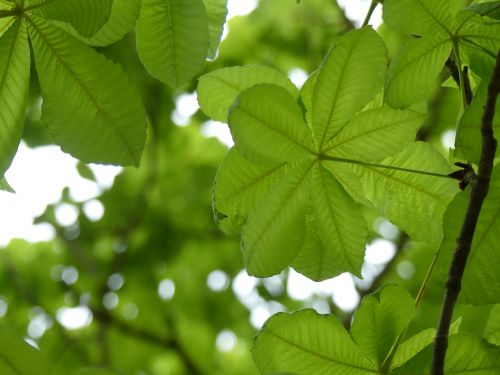 leaf green green leaf