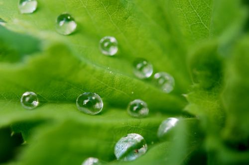 leaf drops water