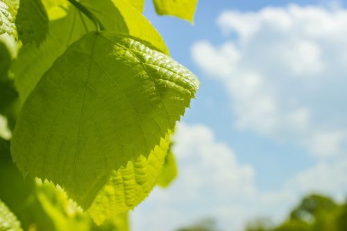 leaf sky clouds