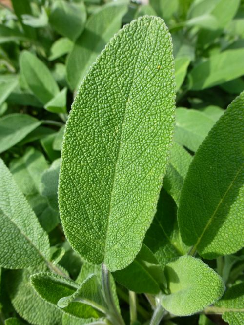 leaf green sage