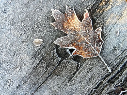leaf winter brina