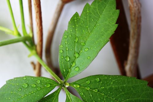 leaf drip drop of water