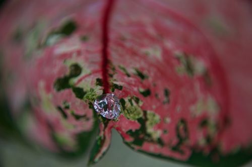leaf drop of water exotic