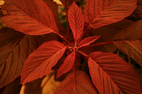 leaf red