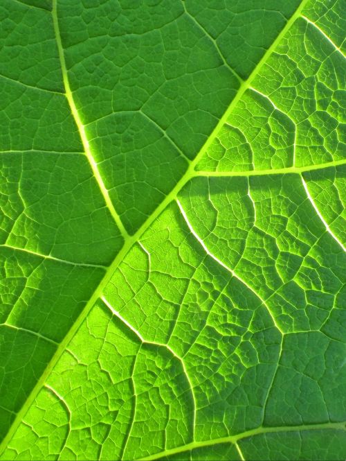 leaf green bio