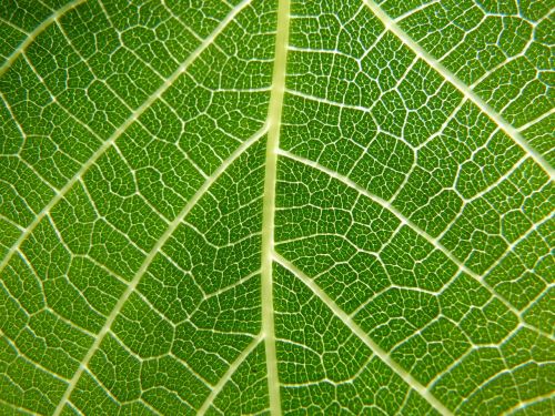 leaf nerves detail