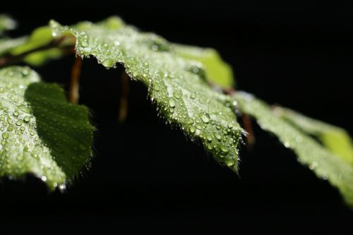 leaf dew drop of water