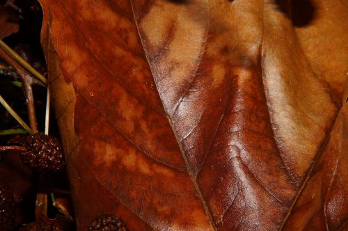 leaf fallen brown