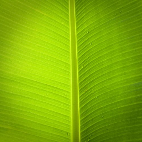 leaf banana tree green