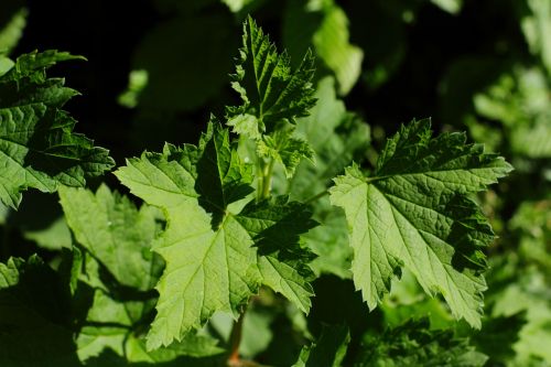 leaf green leaves