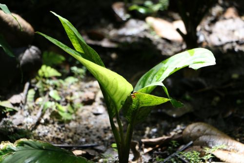 leaf plant green