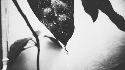 leaf drops rain