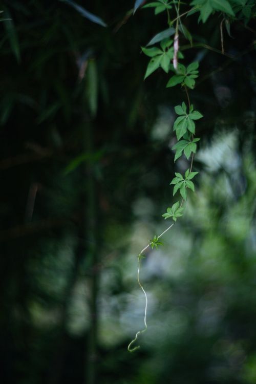 leaf tree forest