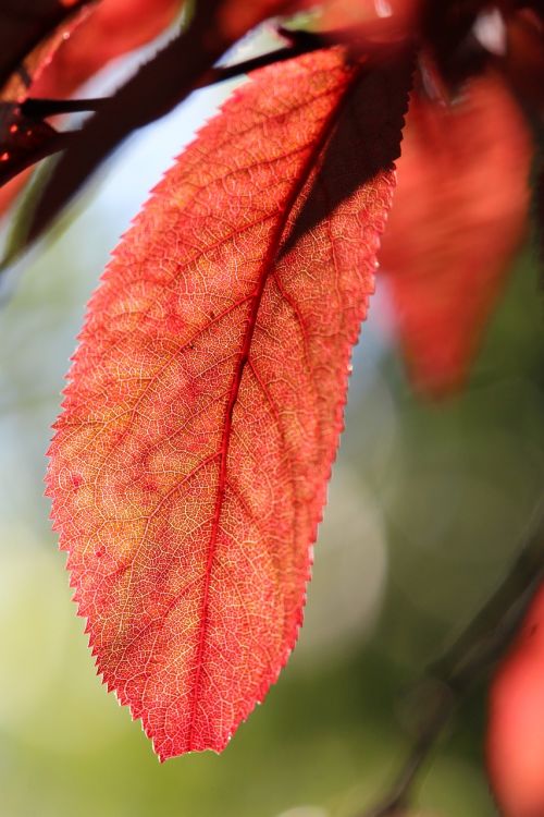leaf red red leaves