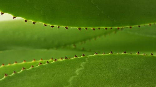 leaf thorn nature