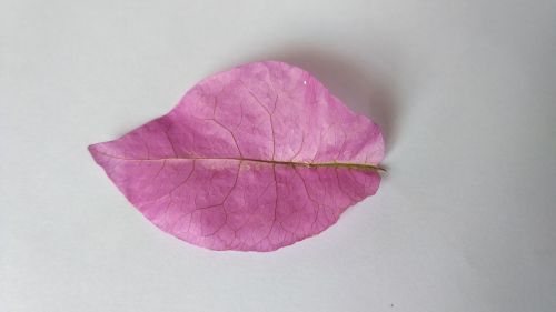 leaf pink dry