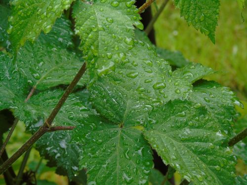 leaf drops wet