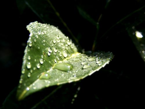 leaf dew drops