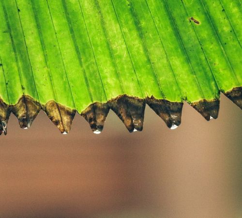 leaf palm green