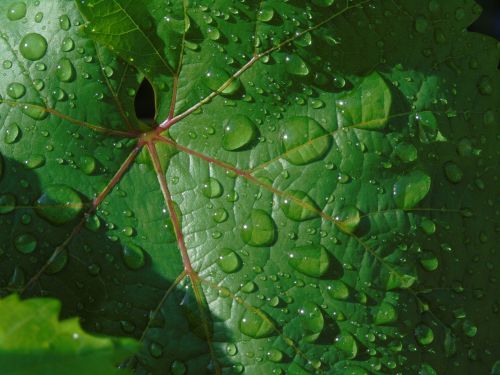 leaf drops rain