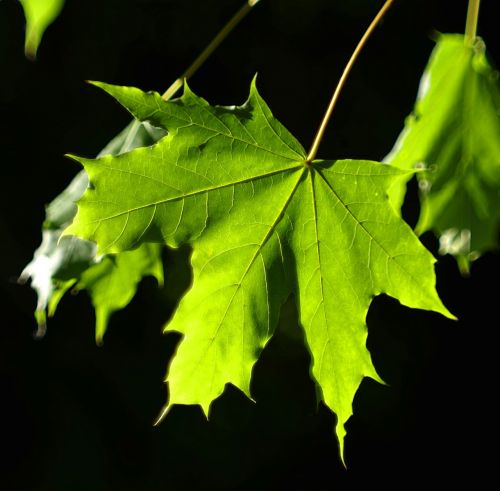 leaf clone green