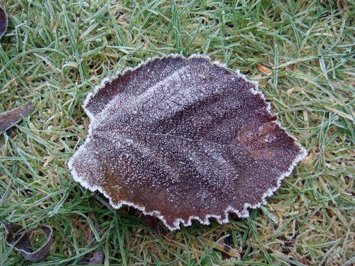 leaf frost ice