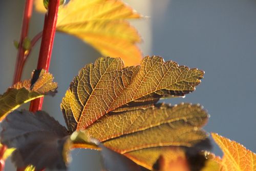 leaf red sun