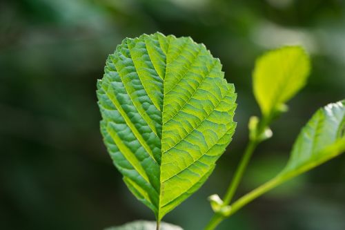 leaf light leaf structure