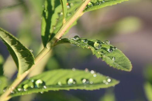 leaf drop of water drip