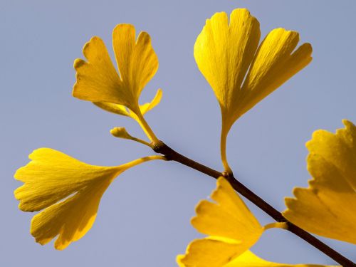 leaf gingko tree