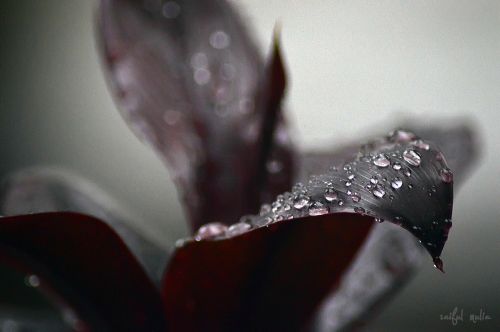 leaf drop drops plant leaves