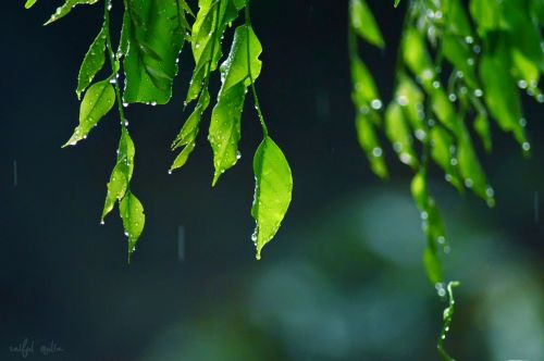 leaf drop drops plant leaves