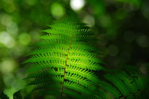 leaf green plant