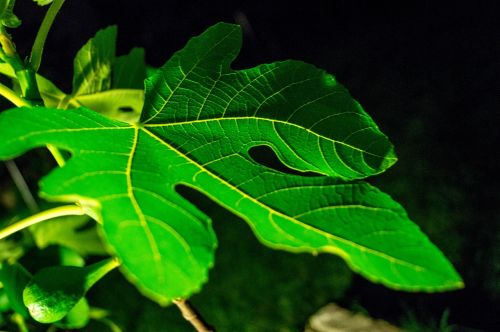 leaf fig green