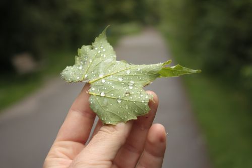 leaf raindrop dew