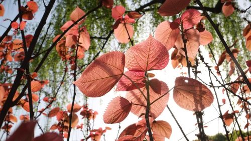 leaf red leaves