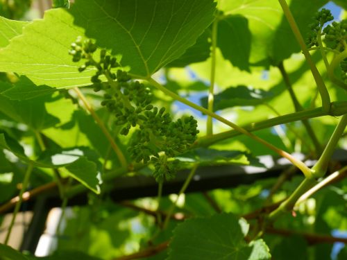 leaf grapes green