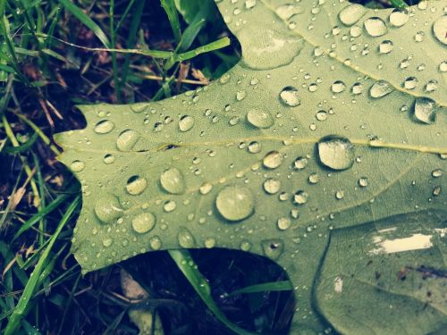leaf rain drops water