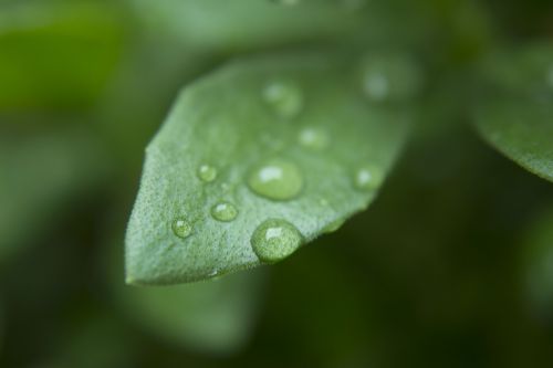 leaf rain color