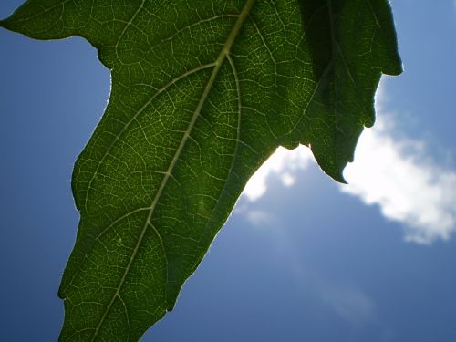 leaf sky cloud