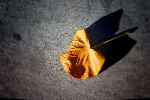 leaf of the project shadows of the street