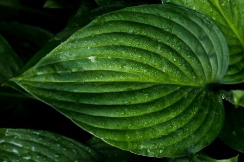 leaf wet green