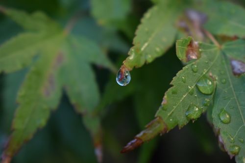 leaf water drop